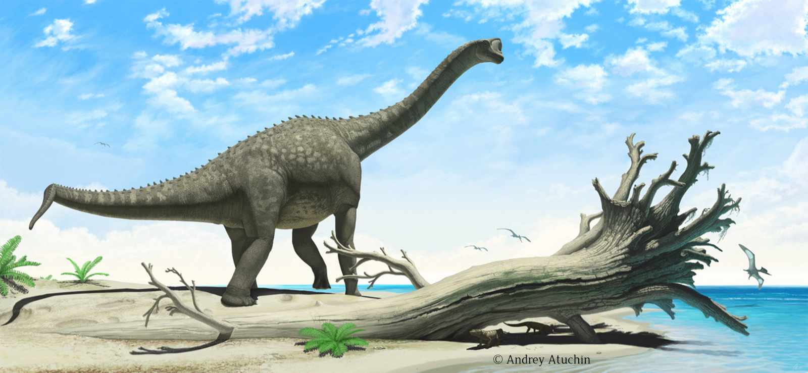 Europasaurus / © Andrey Atuchin